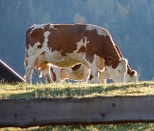 Kuh Familie Eberhardt